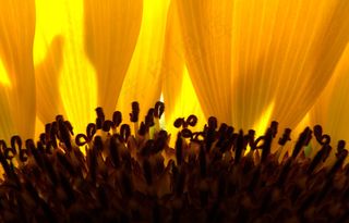 向日葵,葵花,太阳花,勋章菊,紫露草属,向日葵观众