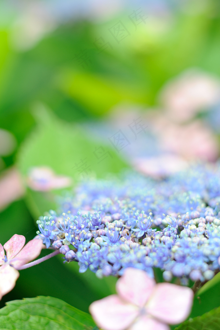 *花,绣球花,勿忘草,荷花,花卉,20150620片原温泉2