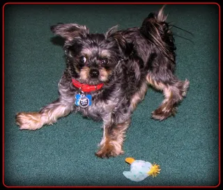 她在哪 ？不要告诉猫！