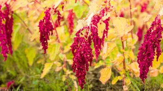 尾穗苋,红蓼,鸡冠花,藜,花卉,15-12-29八德红藜作物-4