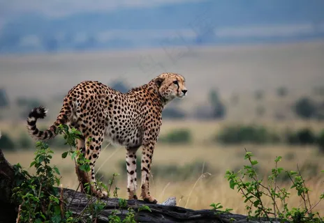 猎豹,亚洲猎豹,南非猎豹,风景,猎豹原木作物 猎豹,亚洲猎豹,南非猎豹,风景,猎豹原木作物