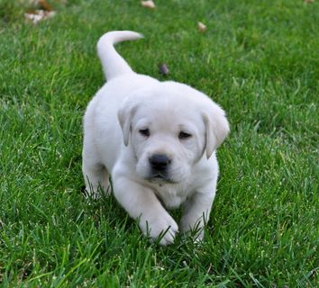 拉不拉多,拉布拉多犬,大白熊犬,狗,小狗,小狗