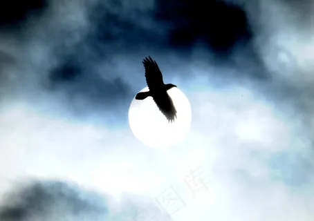 飞机,月亮,巨头鹊鸭,,北乌鸦又名“生与死”