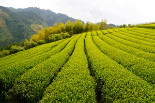 茶地,龙脊梯田,茶叶,江岭,茶叶树,日本绿茶茶