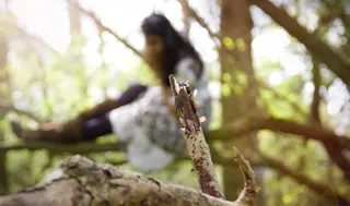 灰卷尾,婆罗洲发冠卷尾,鹟,沼泽山雀,白眉黄臀鹎,320.365：嬉戏