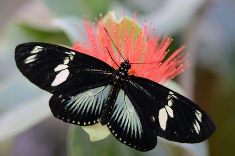 昆虫类,盆栽植物,虎蛾,花卉,虫子,蝴蝶