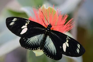 昆虫类,盆栽植物,虎蛾,花卉,虫子,蝴蝶