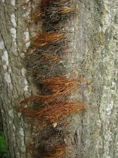 树干,树,虫子,鸟类,人物特写,毒藤藤