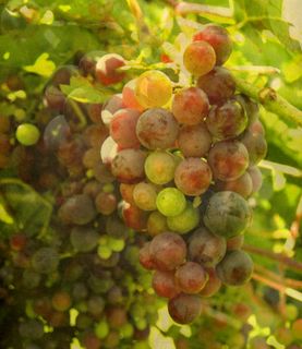 ✿Grapses dans le vignoble✿