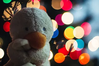 玩具,布偶,玩具熊,灰鹦鹉,袜子娃娃,毛绒动物散景