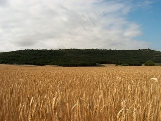 麦田,粮田,小麦,稻田,麦田风景,特里戈