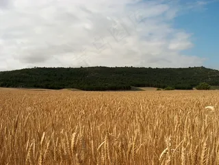 麦田,粮田,小麦,稻田,麦田风景,特里戈