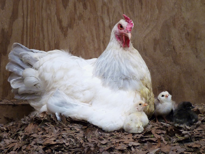 布鲁迪母鸡的肖像