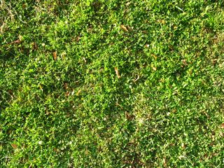 草原,生态林,果林,鹿角苔,佛甲草,糊状