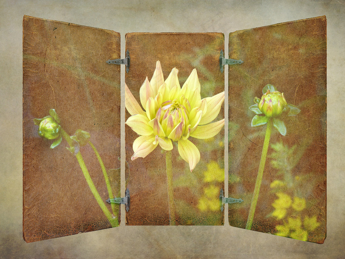 对于每个新的早晨