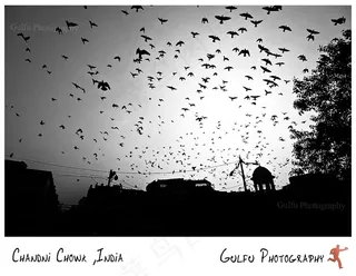 ,工笔画,板材,海洋,纳丹·帕林迪（Naadaan Parindey）