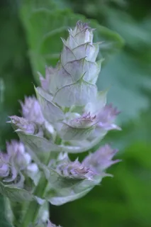 花卉,菊花,木香薷,鼠尾草,工笔画,鼠尾草 花卉,菊花,木香薷,鼠尾草,工笔画,鼠尾草