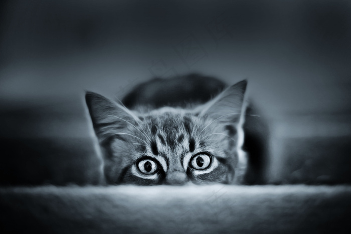 猫,美国短毛猫,沙发,挪威森林猫,金吉拉猫,她和我住在一起