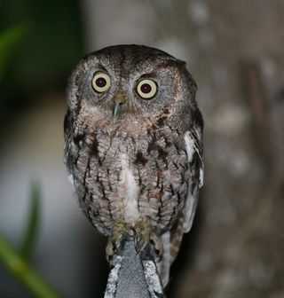 鸟类,工艺品,吊坠,雕鸮,纵纹角鸮,夜猫子