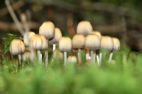 蘑菇,硬柄小皮伞,墨汁鬼伞,鸡腿菇,蘑菇/菌类,香菇3