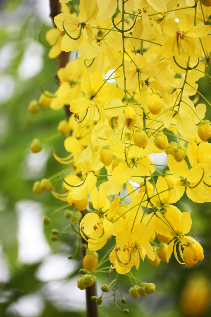 黄花槐,金链花,黄槐决明,云实,金链树,阿勃勒