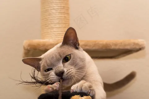 铋的高级牙线技术