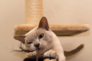 铋的高级牙线技术