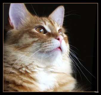 猫,挪威森林猫,美国短毛猫,狸花猫,屏幕截图,周三快乐胡须