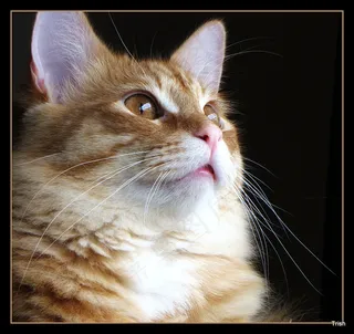 猫,挪威森林猫,美国短毛猫,狸花猫,屏幕截图,周三快乐胡须