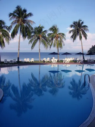 海洋,椰子树,游泳池,椰树,树,岛屿海滩度假村