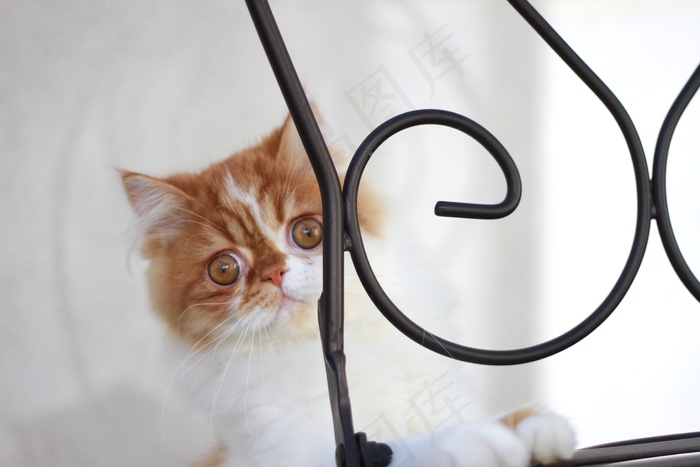 异国短毛猫MAROエキゾチックショートヘア
