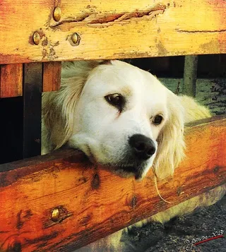 大白熊犬,金毛/金毛寻回犬,狗,黄金猎犬,金毛犬,高保真度