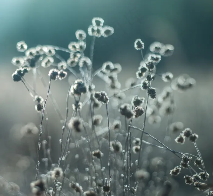 干燥湖床中的杂草