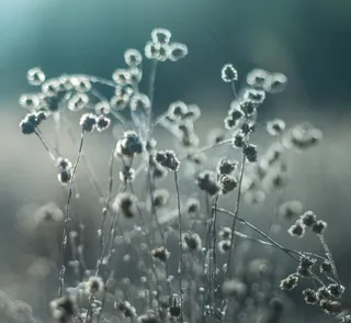 干燥湖床中的杂草