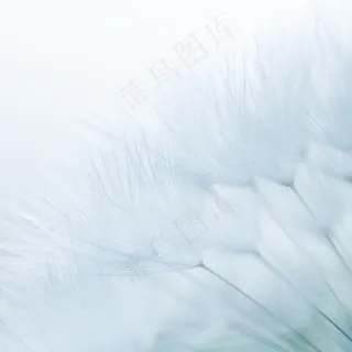 白色背景,羽毛,被子,床单,模糊图片,蒲公英白