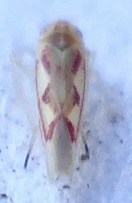 双翅目昆虫,果蝇,衣蛾,水蚤,粉虱,DSC09225同翅目科：Z虫（Zygina ordinaria）