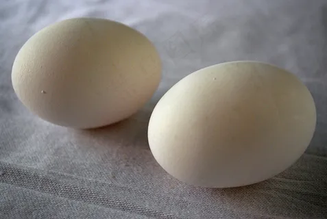 蛋 蛋