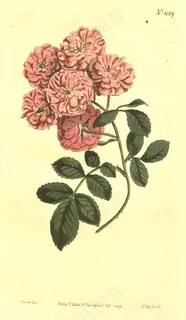n242_w1150 n242_w1150