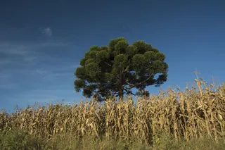 植物,树,天空,麦田风景,沙漠,皮涅罗+米尔哈拉尔