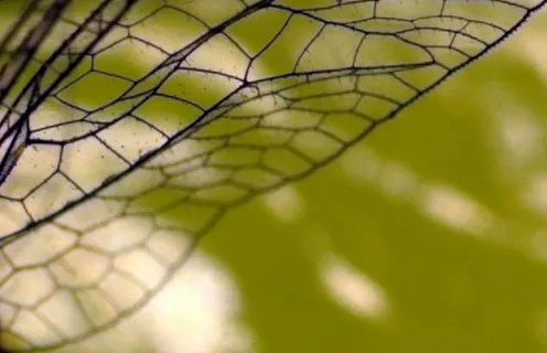 菱形网,围栏,栅栏,击球笼,格子花纹,机翼的阴影