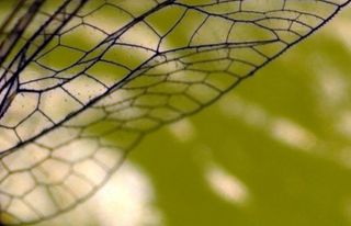 菱形网,围栏,栅栏,击球笼,格子花纹,机翼的阴影