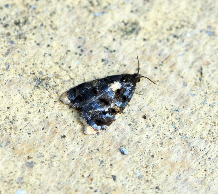 昆虫类,虫子,蛾子,棘翅夜蛾,柳紫闪蛱蝶,[1034] Spatalistis bifasciana