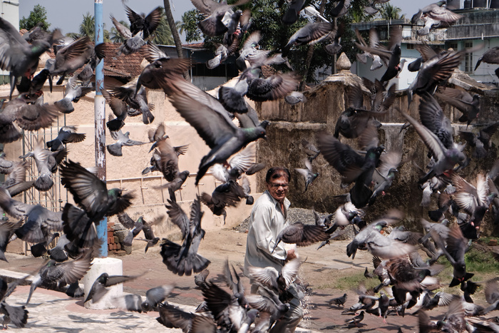 建筑,灰鹅,雁鹅,朗德鹅,狮头鹅,鸽子