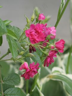 理发师花园，2008年7月；灌木玫瑰