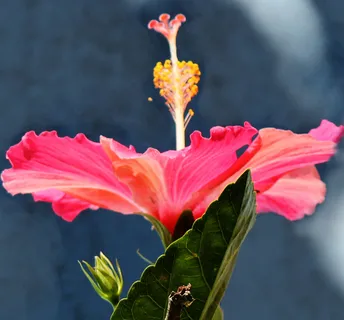 植物,花卉,扶桑,扶桑花,玫瑰花,芙蓉花