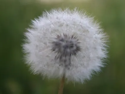 薄公英,蒲公英,花卉,玩具,菊花,蒲公英 薄公英,蒲公英,花卉,玩具,菊花,蒲公英
