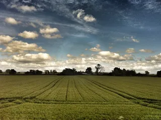 穿过绿色的田野，穿过树木的线
