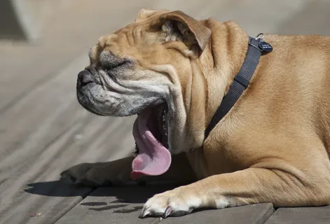 巴哥犬,中国沙皮犬,斗牛獒,法国波尔多犬,牛头梗,莎拉 巴哥犬,中国沙皮犬,斗牛獒,法国波尔多犬,牛头梗,莎拉