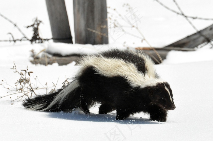 北美臭鼬,獾,狗獾,斑臭鼬,加拿大臭鼬,条纹臭鼬（Mephitis mephitis）DSC_0030