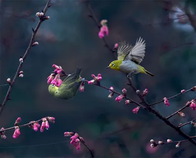 绣眼鸟,绣眼,橙腹叶鹎,叉尾太阳鸟,灰胸绣眼鸟,#801小绿戏晓 绣眼鸟,绣眼,橙腹叶鹎,叉尾太阳鸟,灰胸绣眼鸟,#801小绿戏晓